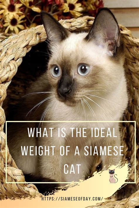 cat food for siamese cats|siamese cats diet.